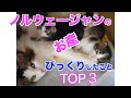 【ノルウェージャンフォレストキャット】猫の自宅出産//びっくりした事TOP3/子猫/危険/腰を抜かした