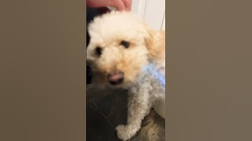 Thumbnail of The Unknown Truth About Dog Vision🐕! #shorts