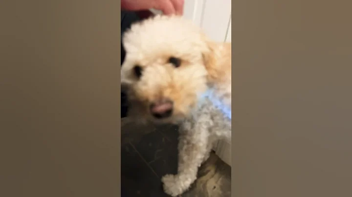 The Unknown Truth About Dog Vision🐕! #shorts