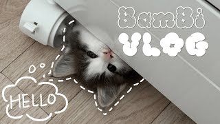 Bambi vlog. 새 가족이 생겼어요 | 메인쿤과 레가퍼가 만난다면? | 새끼고양이 입양 첫날 | 초보집사 적응기 | 일상 브이로그