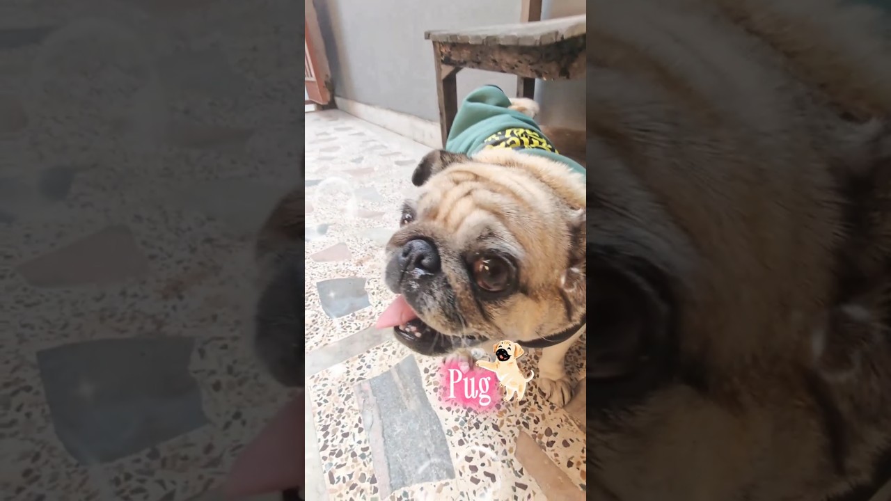 So Cute My Pug 😍❤️🥰🤩 