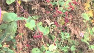 How to Prune Blackberries