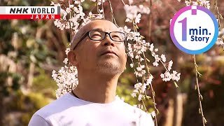Cherry blossoms bloom in Japan’s earthquake-hit Noto PeninsulaーNHK WORLD-JAPAN NEWS