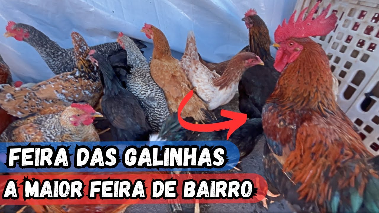 VEJA A FEIRA DAS GALINHAS TRADICIONAL DO BAIRRO BRASILIA EM ARAPIRACA-AL #nordeste (12-09-2024)