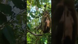 There are some monkey in gif live . #shorts There are some monkey in gif live . #shorts