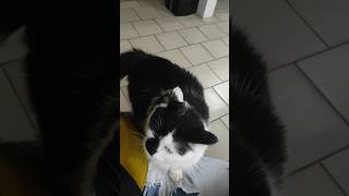 массажист Марсель #рекомендации #cat #shorts