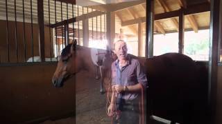 Hard to catch horse, made easy.