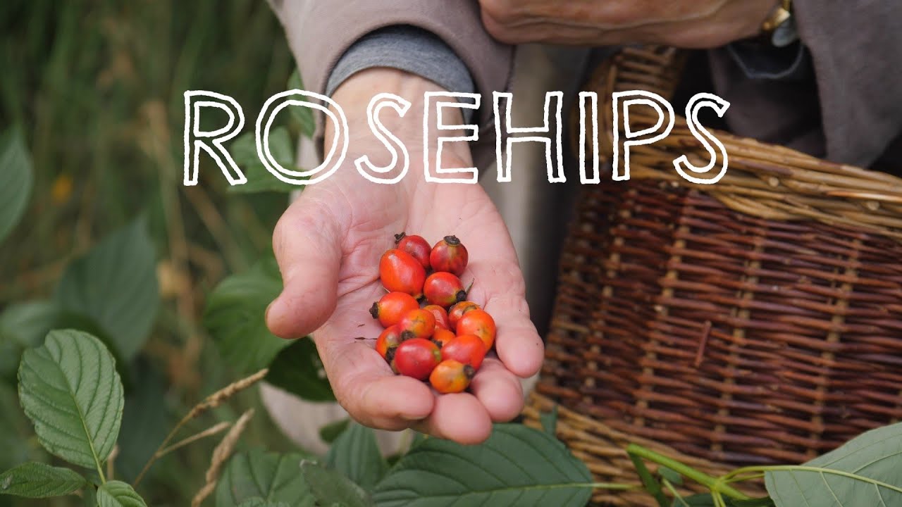 Wild Harvests: Rosehips and Sloes