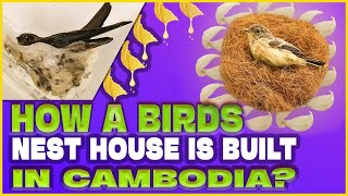 How a Birds’nest house is built in Cambodia? #cambodia