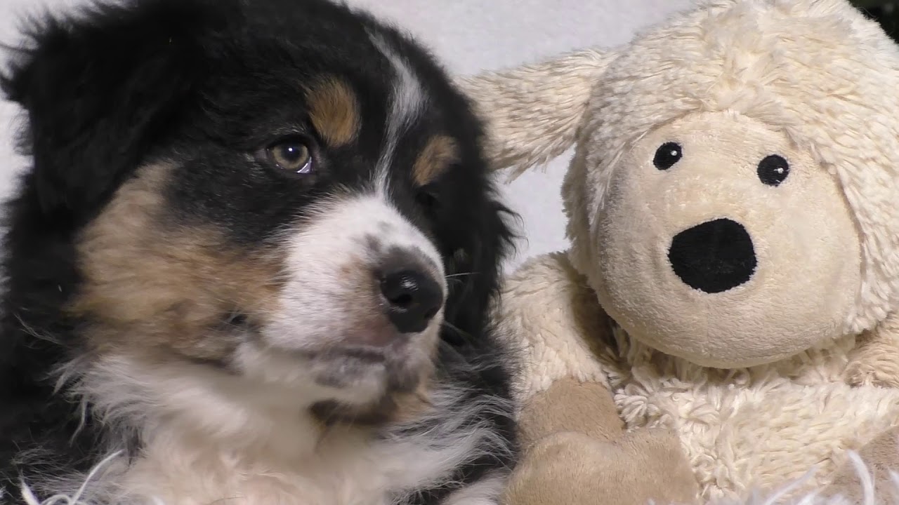 Süße Australian Shepherd Hündin (Black Tri) - Lustige ...