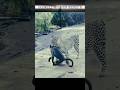Panther vs Wild Animals| पैंथर की खतरनाक ताकत देखो😱! #shorts #shortsfeed Animals #trending #Wildlife