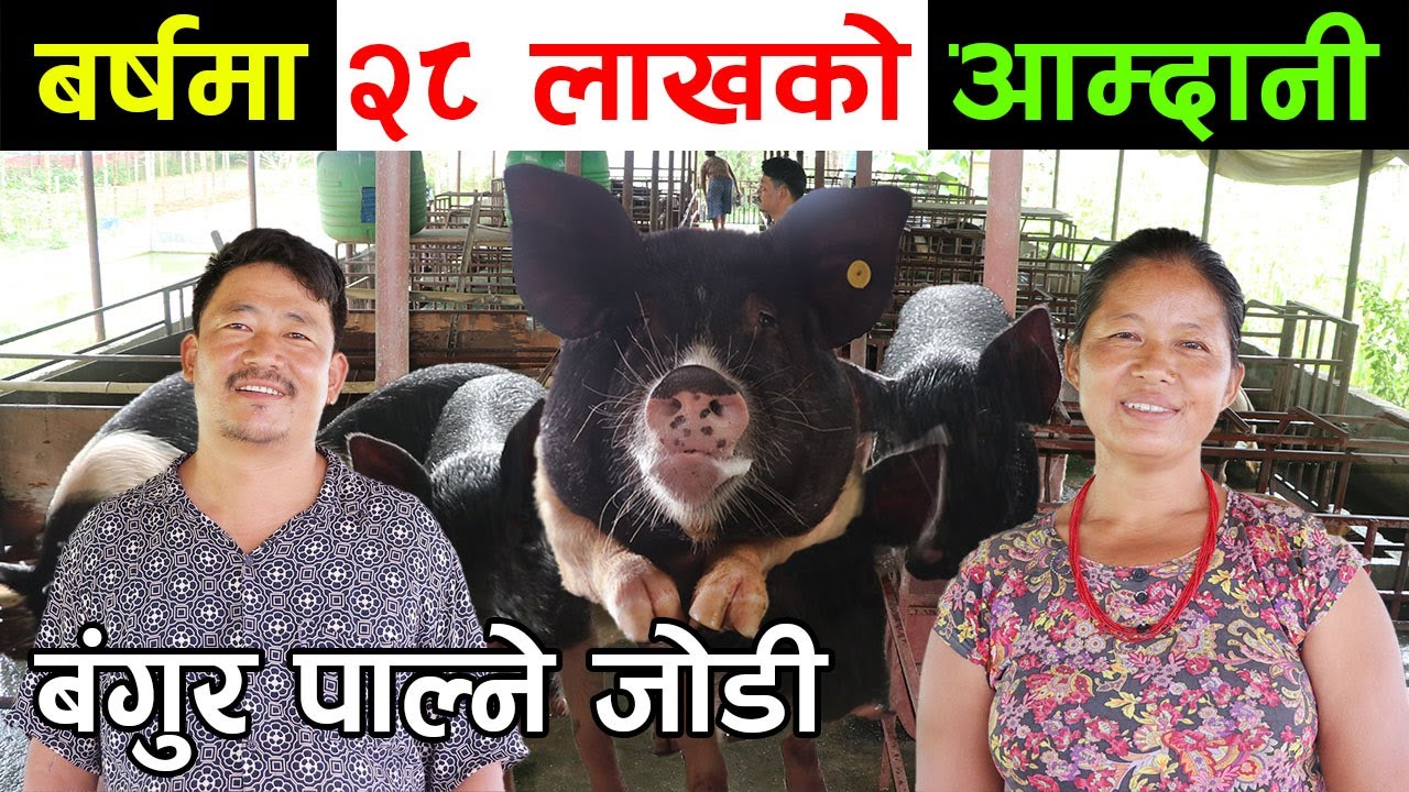 २० माउ बंगुर पाल्दा बर्षमा २८ लाखको कारोबार गर्ने जोडीको कुरा सुनौं, बंगुर पाल्न सिकौं │Nepal Chitra