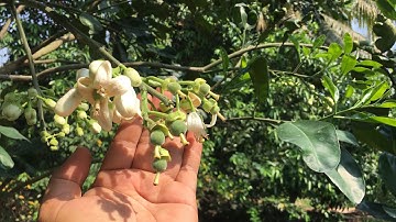 Bưởi ruby thái Lan(Hồng Ngọc)| cung cấp cây giống bưởi ruby chuẩn và phân thuốc chăm sóc -0919705120