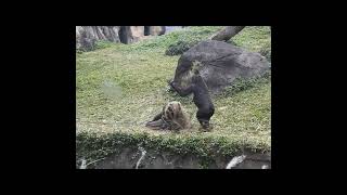 little #gorilla brothers Jabali 5y2m old &amp; Ringo 4y7m old. #shorts.J麻布袋套頭轉圈圈找R玩 1-12