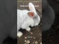@clairelawson2015:  My bunnies are obsessed with digging