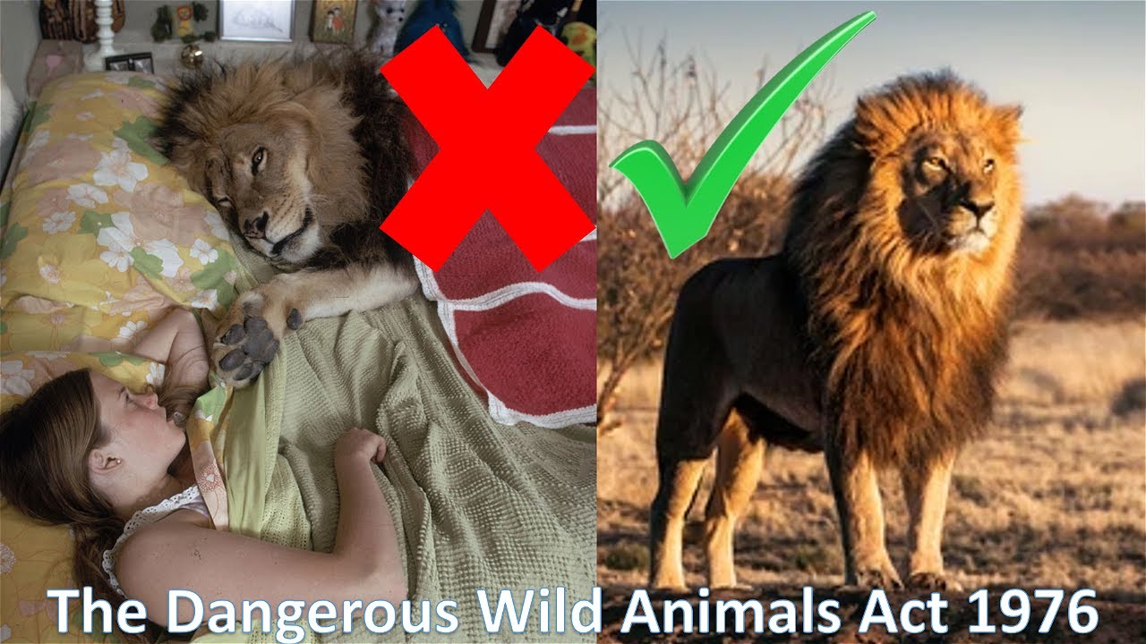 Dangerous Wild Animals
