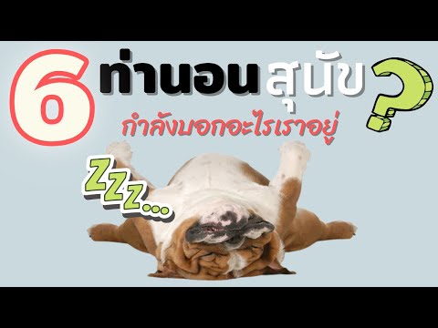 วีดีโอ: สุนัขในที่นอนของคุณอาจนำไปสู่การนอนหลับที่ดีขึ้นได้อย่างไร