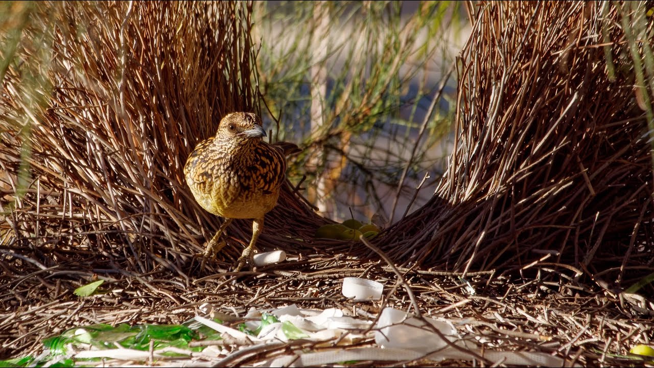 Western Bowerbirds