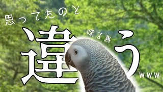 野鳥役をヨウムにお願いしてみたら思った以上にひどかったw