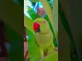papa ko kaise bulate hai #anuandsuji #greenparrot #funny #parrot #comedy