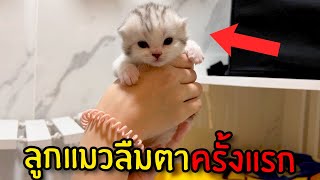 ลูกแมวลืมตาครั้งแรก