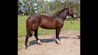 Yegua Criolla Zaina muy mansa y liberal -Vendida a Chubut $55 mil- WWW.LOSEQUINOS.COM