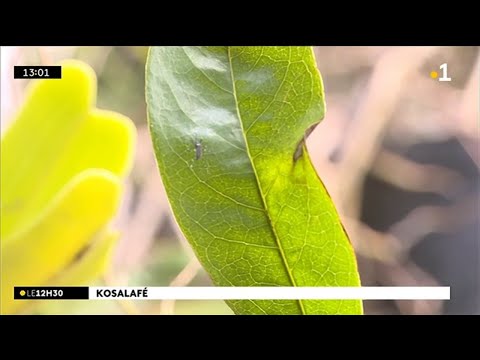 Vidéo: 16 Avantages étonnants Du Corossol Pour La Peau, Les Cheveux Et La Santé