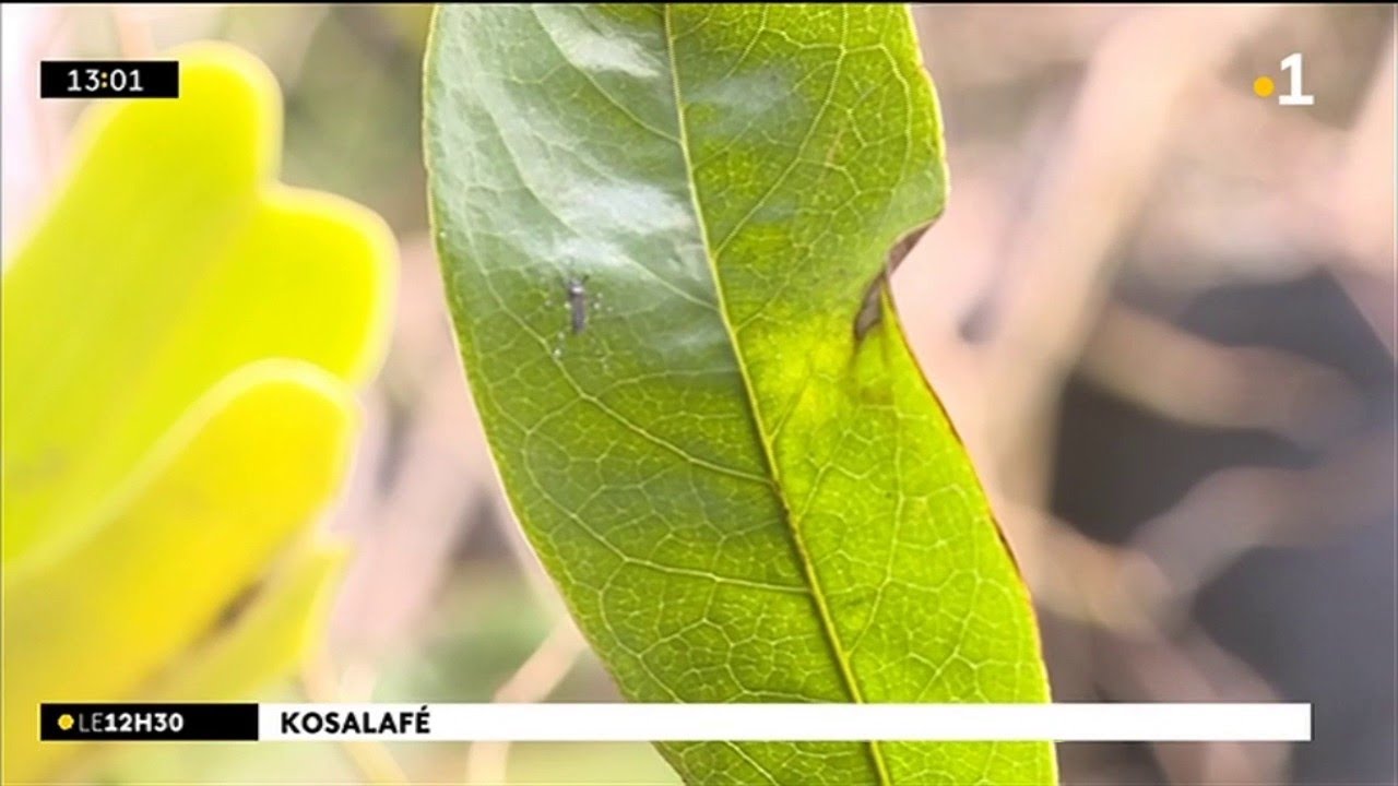 Kosalafé Raymond Lucas corossol