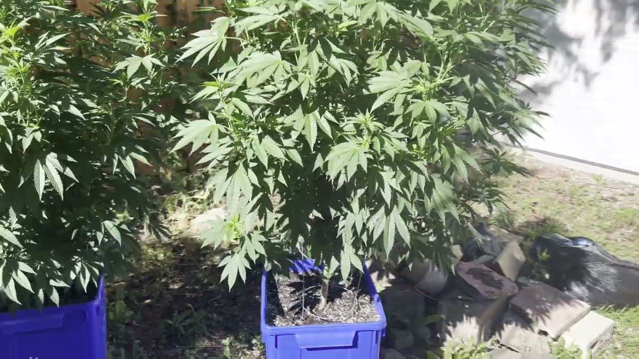 Southern Ontario Outdoor Cannabis Grow [AUGUST 10 2022] UPDATE - 4K