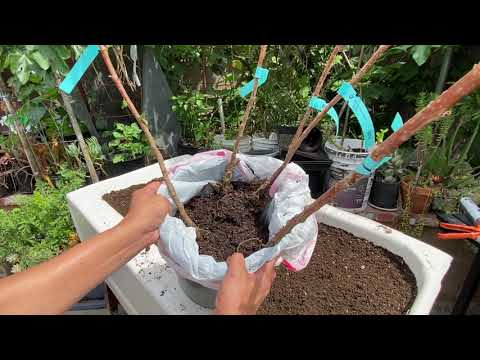 How to Convert a Bathtub to a Planter!