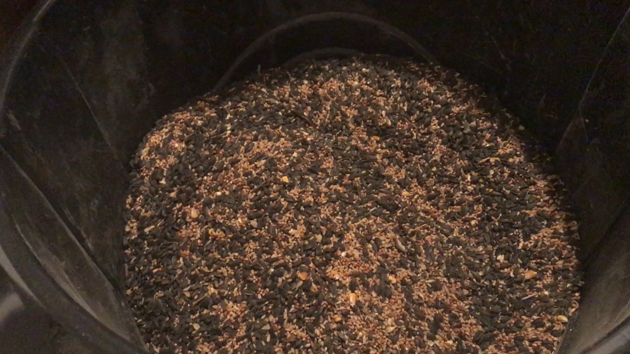 Raising Chickens: Mixing 100 Pounds Of Whole Grain Chicken Food - YouTube