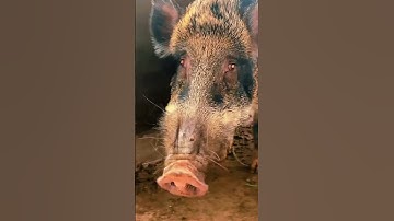 binary sow #breeding pig 06