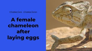 A female chameleon after laying eggs.