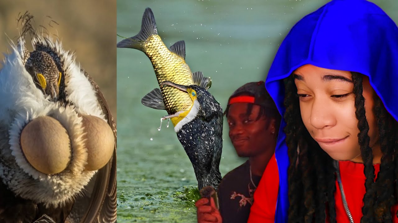 Birds Are Actually H0RND0G Demons