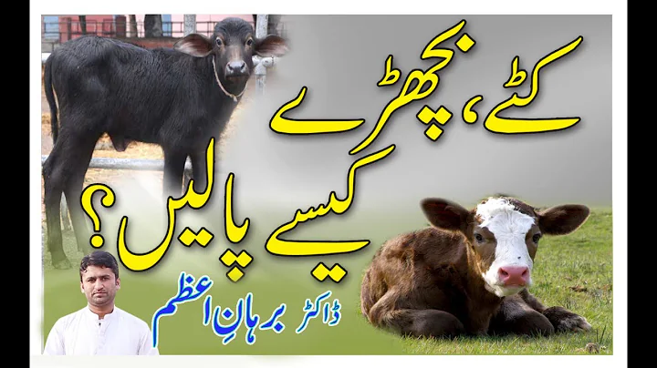 Buffalo  Kattay in Les Bhuniykey|| How to start Katta farming || Calf farming business in Pakistan|| - DayDayNews