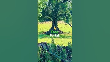 Tree Portal