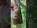 Bustin bigs off the bank 🎣  #bankfishing #smallmouth #susquehannariver #metallica