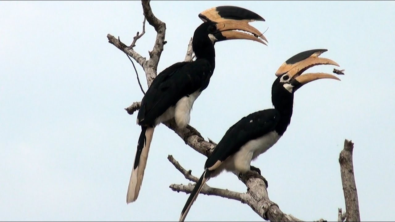 Malabar Pied Hornbill Pair Eating Insects YouTube