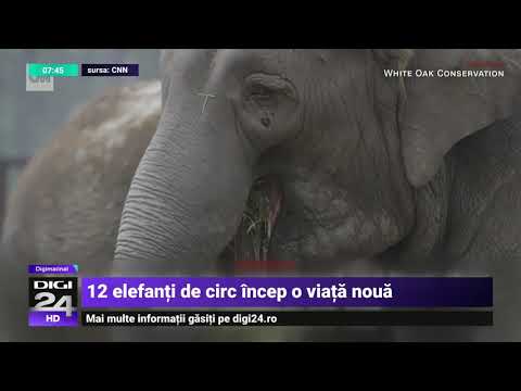 Video: Cel Mai Bun Sanctuar De Elefanți Din Thailanda și Alte Experiențe Etice Cu Animale Sălbatice