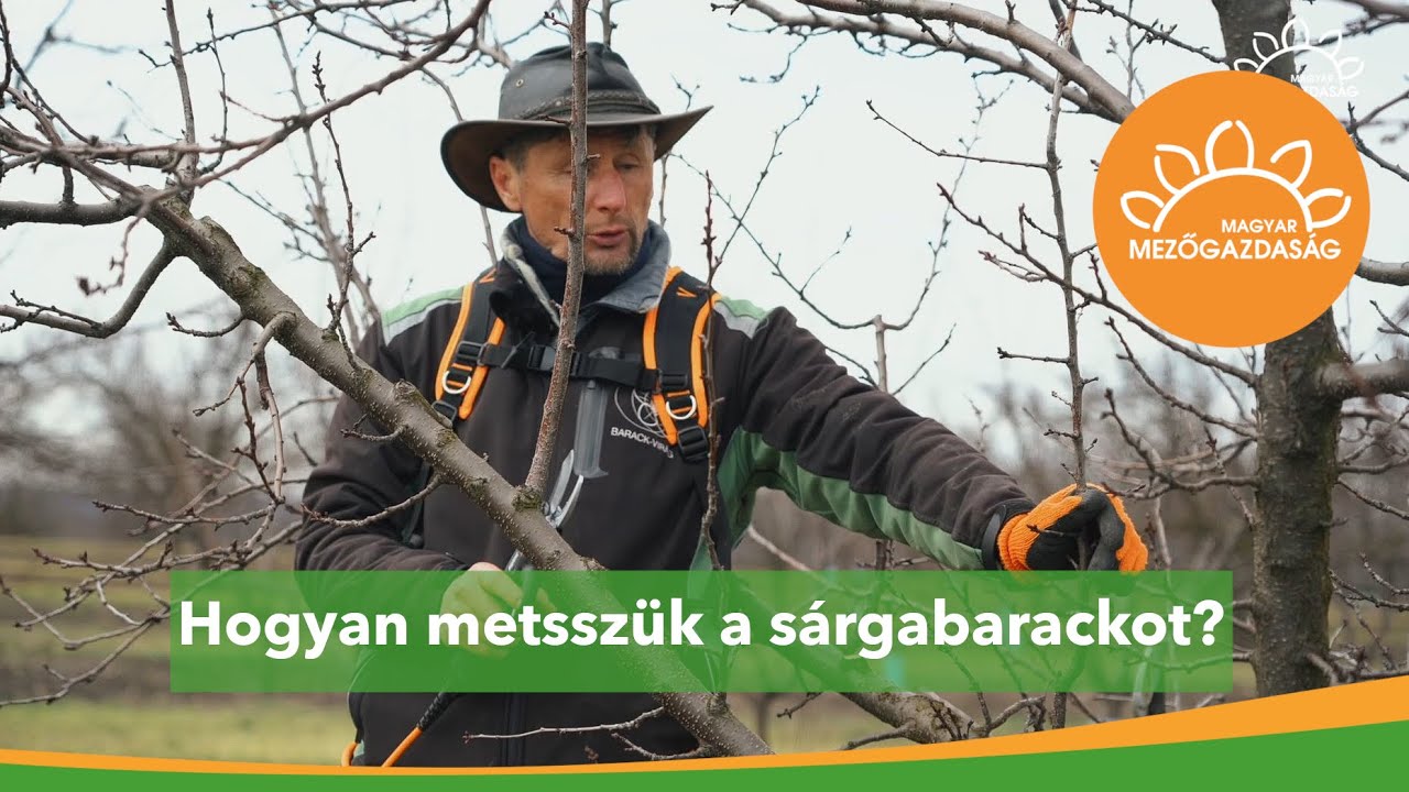 Kajszi metszése tavasszal - fehérbimbós állapot környékén metszünk! | MMG