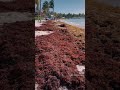 Sargassum Sea Weed Attack in Mexico and Florida!