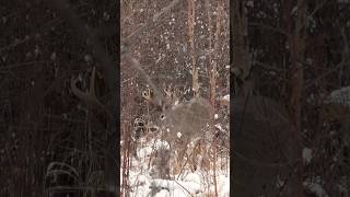When it’s so cold it hurts to breathe.. #deer #wildlife #hunting