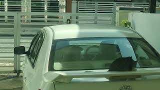 Caught My Cat Twerking On The Carzero Shame, Full Vibes