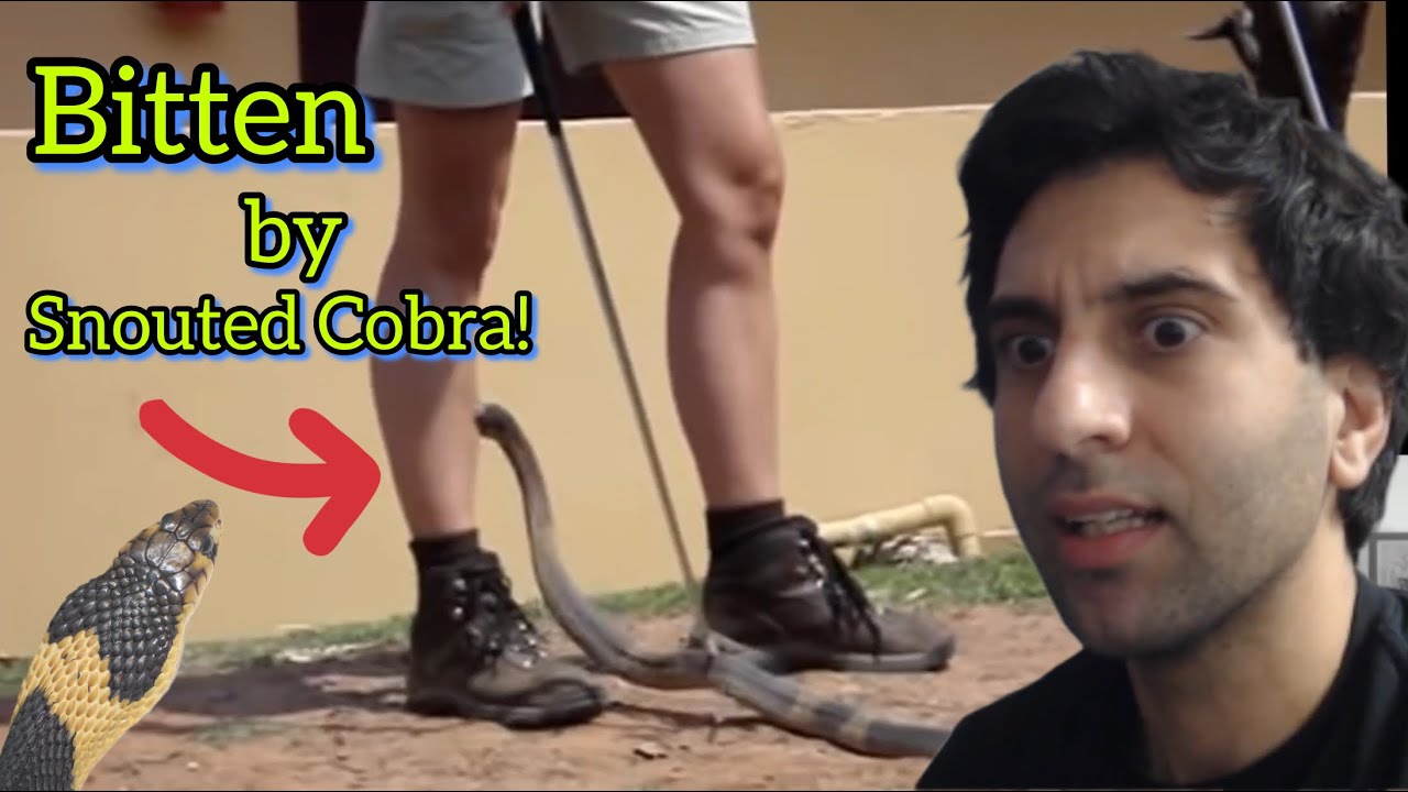 Banded Snouted Cobra BITE! | Reaction/Recreation