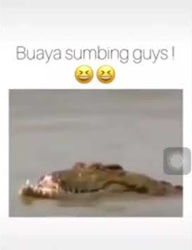 Buaya sumbing 🥺