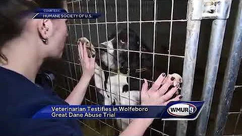 Testimony continues in Wolfeboro Great Dane abuse ...