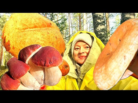 13.10.2023 битва за урожай, сбор грибов после заморозков ЛО озера Подгорские #mushroom#mushrooms#