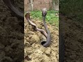 dangerous sneak short make video saport please #animals