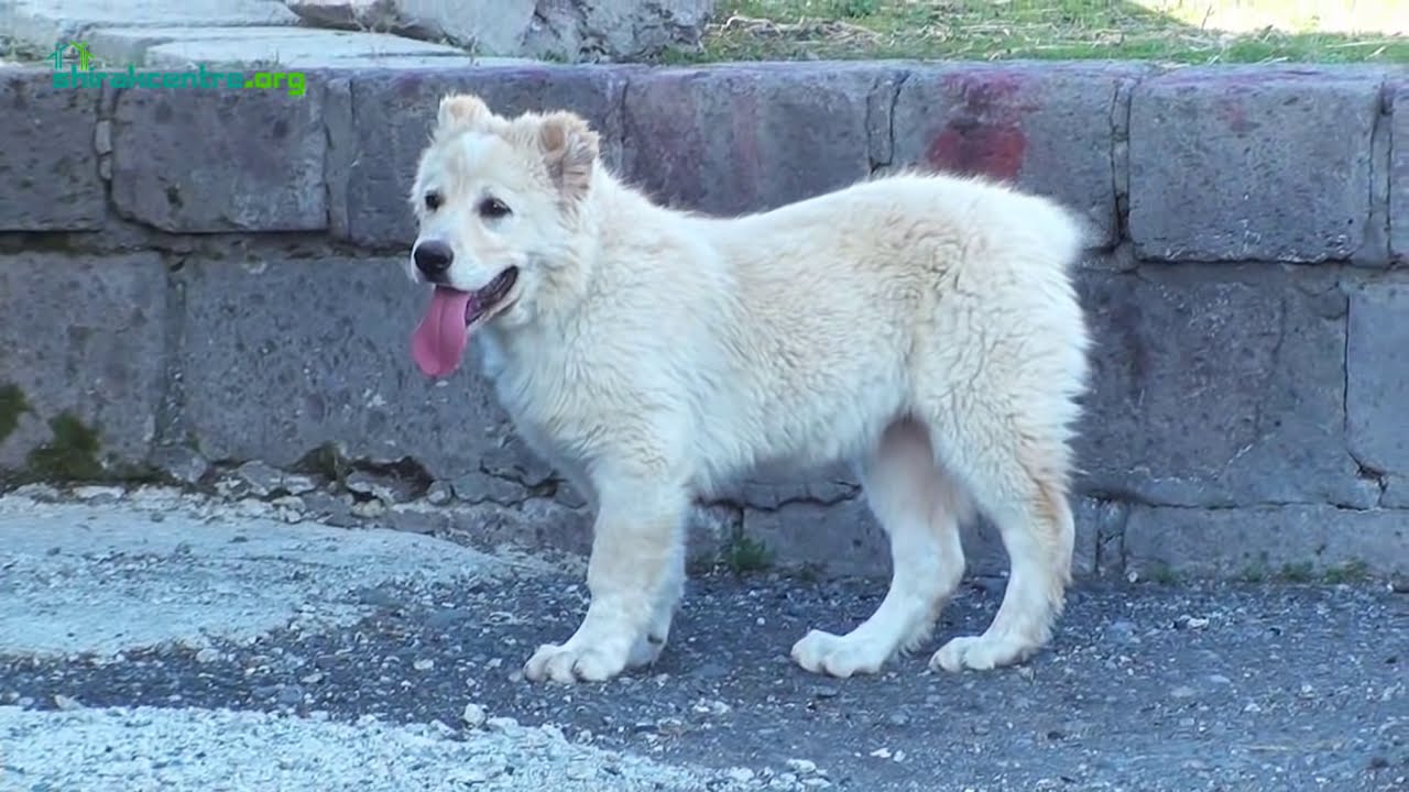 Հայկական գելխեղդ գամփռ. լեգե՞նդ, թե՞ իրականություն