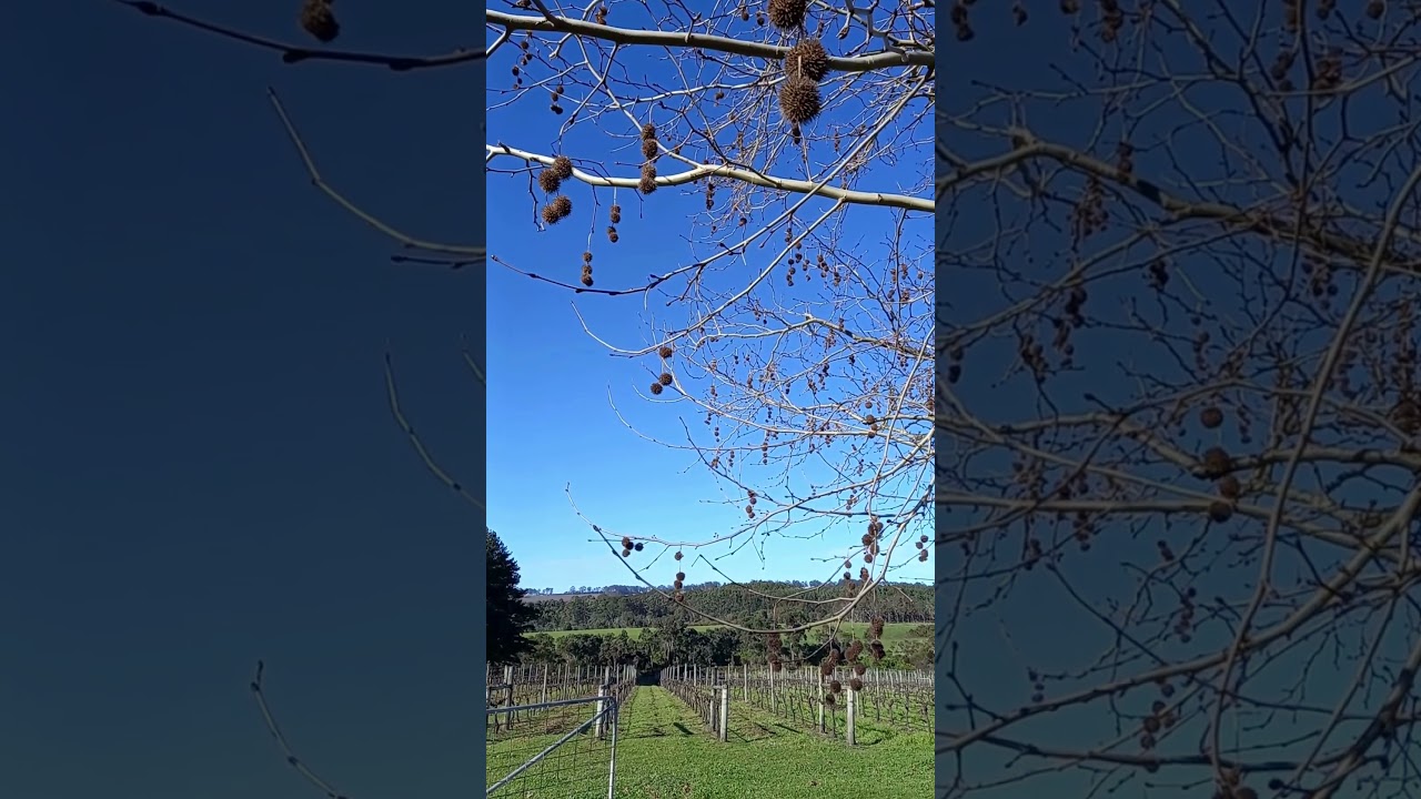 Winter Vineyard Great Southern 